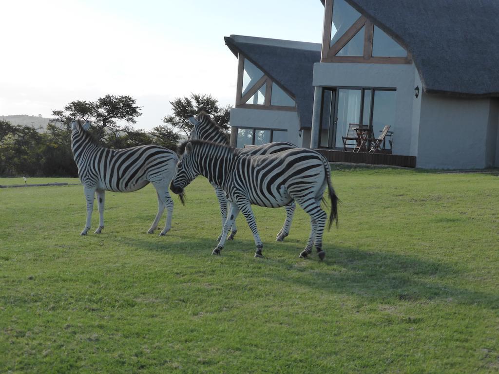 Jbay Zebra Lodge Longmore Exterior photo