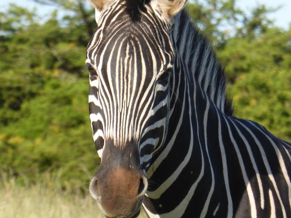 Jbay Zebra Lodge Longmore Exterior photo