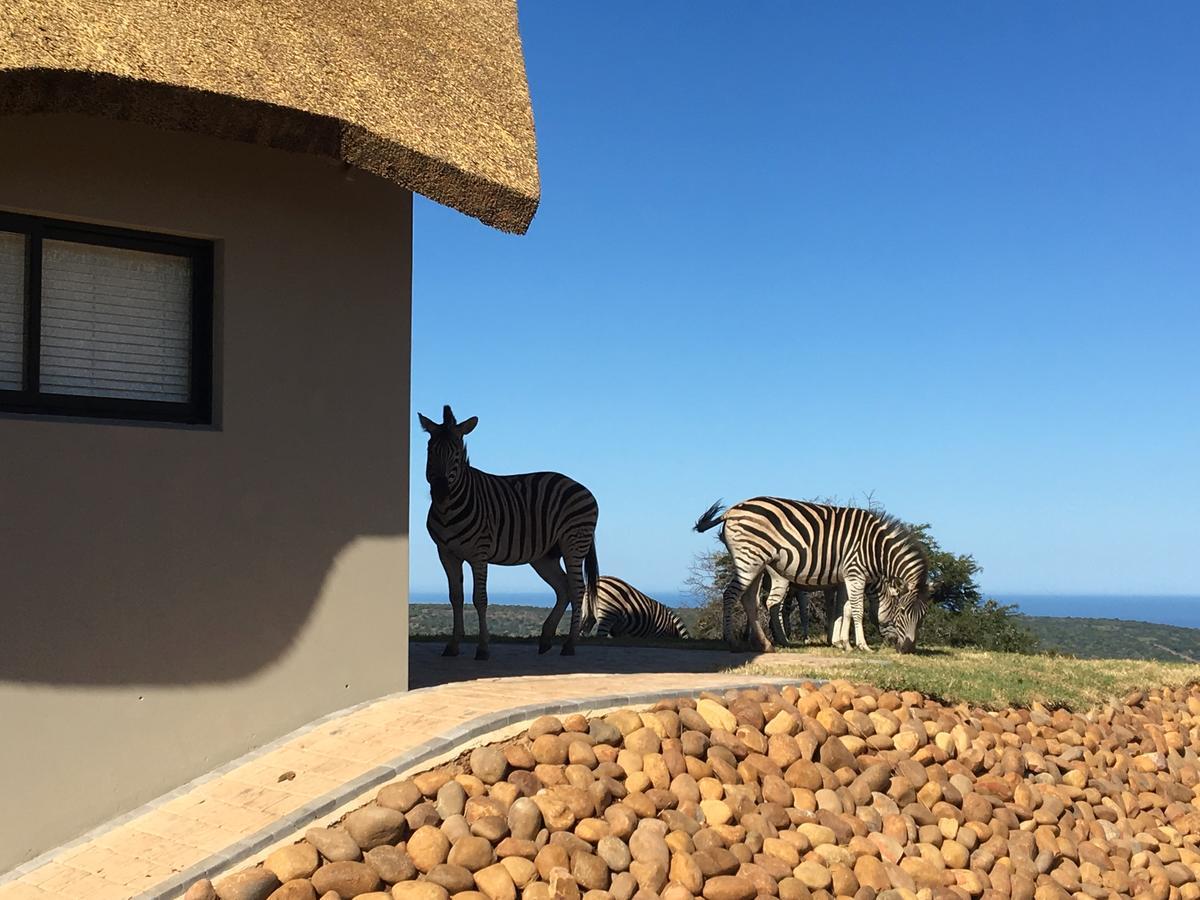 Jbay Zebra Lodge Longmore Exterior photo