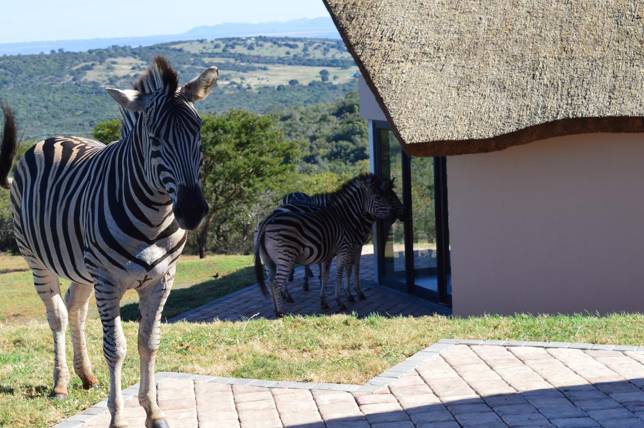 Jbay Zebra Lodge Longmore Exterior photo